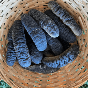 Sea Cucumber
