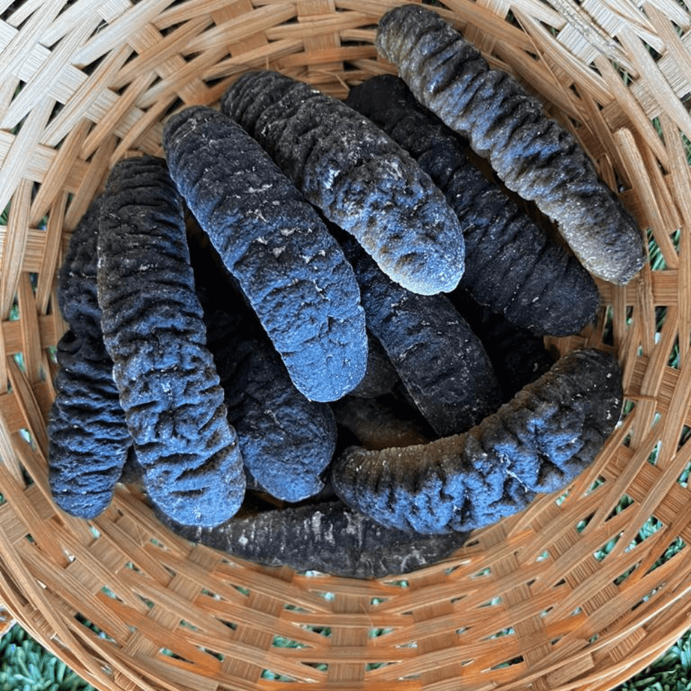 Sea Cucumber